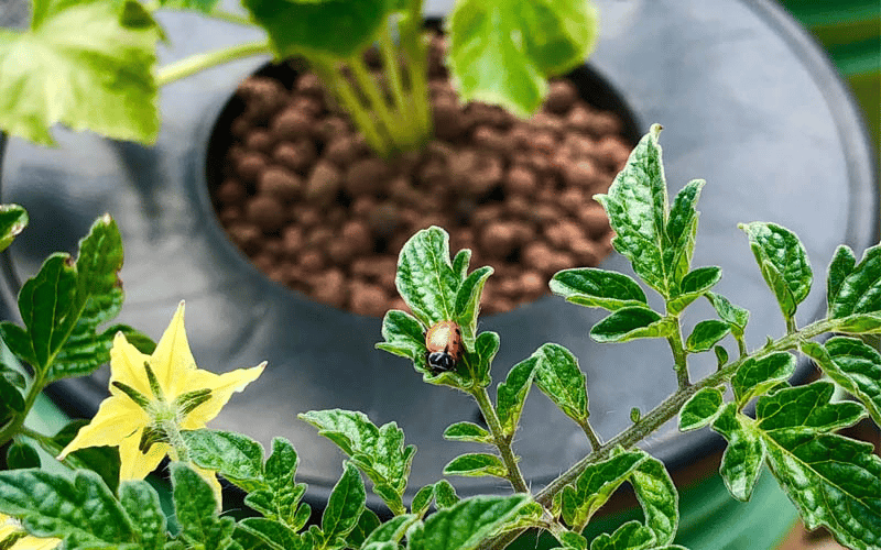 Garden Bloom