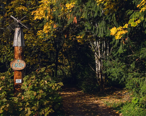 Forest trail to the cabin