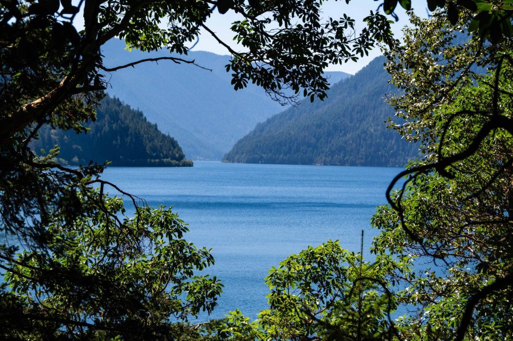 Hoh Rainforest