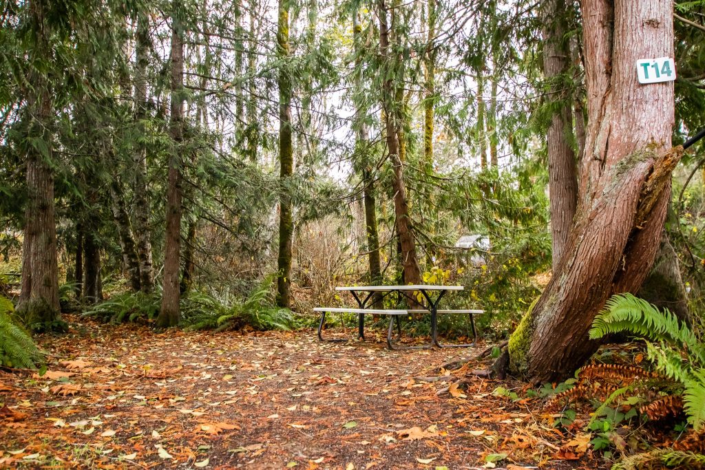 Wooded tent site
