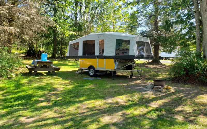 Pop-Up Under Cedars