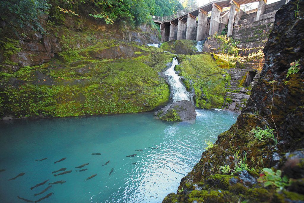 Former Elwha Dam site with salmon returning